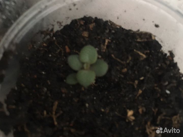 Молодой сукулент