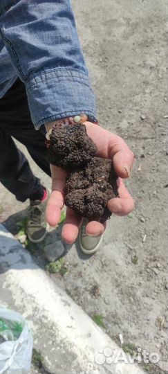 Трюфель чёрный Крымский