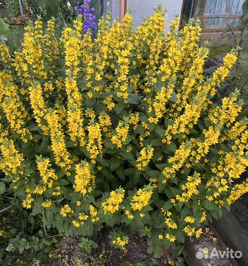 Цветы многолетники