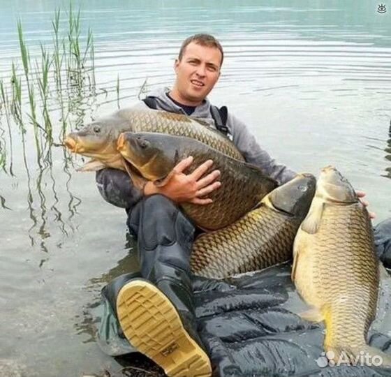 Черви дендробена