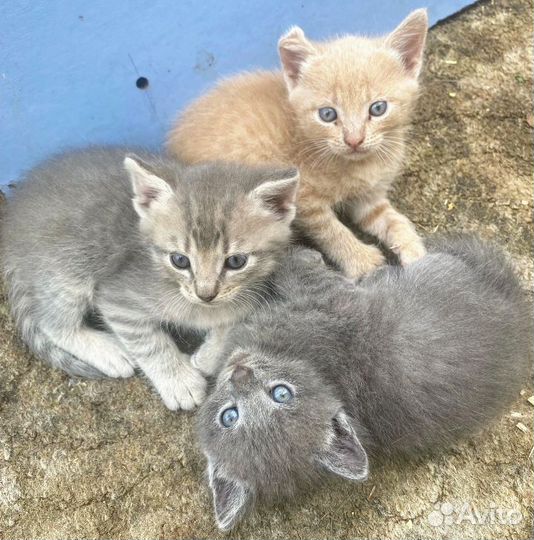 Котята