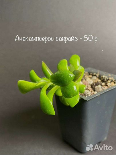 Суккуленты часть 2