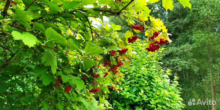 Калина замороженная