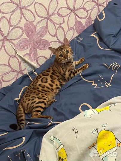 Бенгальский кот вязка