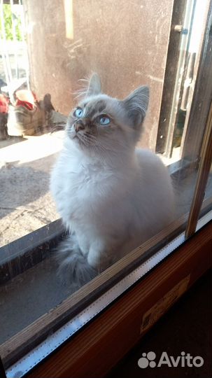 Отдам котенка
