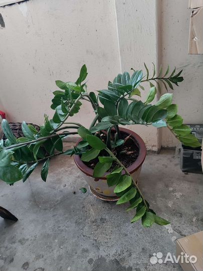 Замиокулькас