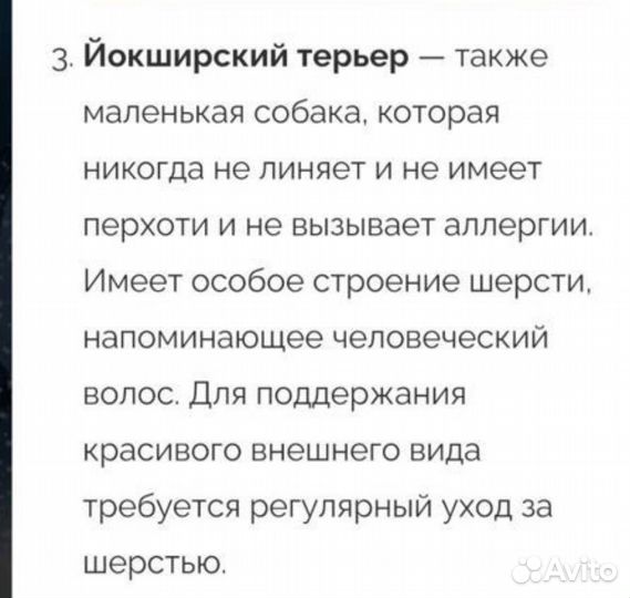 Йоркширский терьер девочка