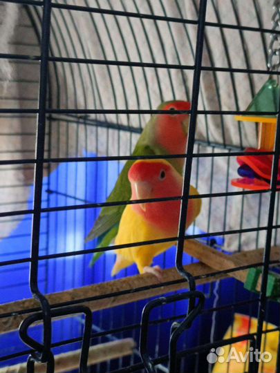 Попугай неразлучники