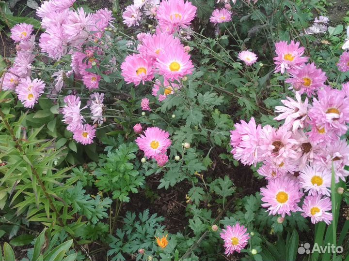 Эхинацея Хризантема Флоксы Яснотка Ромашка Герань