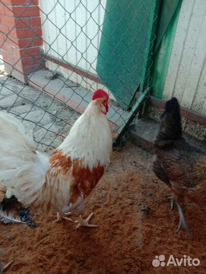 Петухи