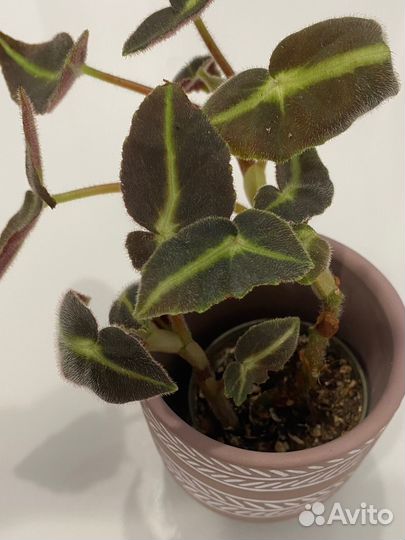 Бегонии сортовые