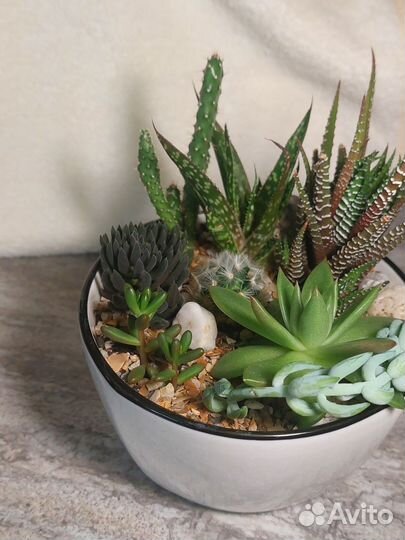 Кактусы и суккуленты