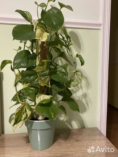 Сциндапсус хеппи лиф