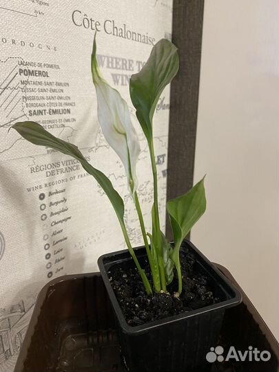 Спатифиллум. Комнатный цветок