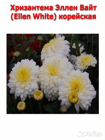 Укорененные черенки хризантемы корейской