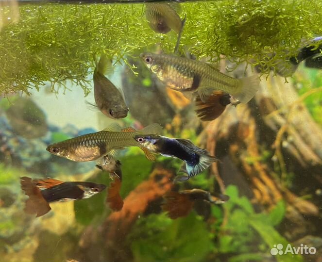 Аквариумные рыбки Гуппи