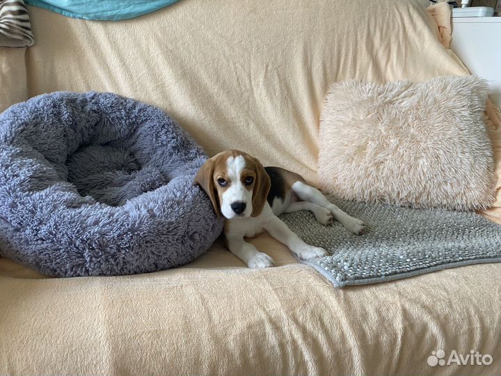 Щенок бигль