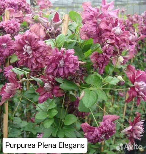 Саженцы клематисов