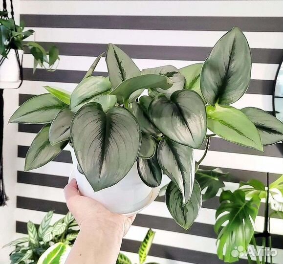 Сциндапсус мунлайт