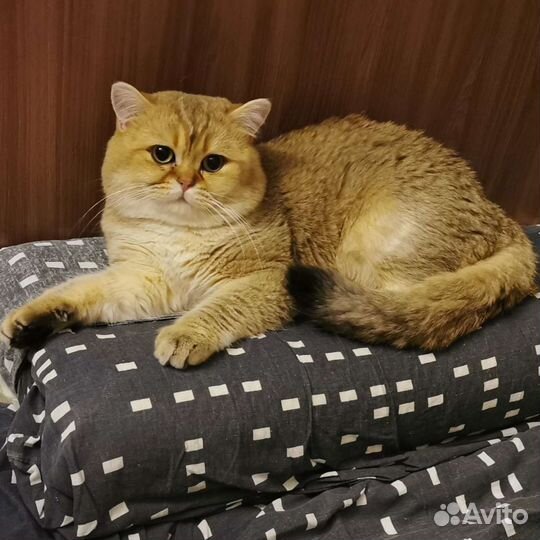 Вязка Британская золотая шиншилла