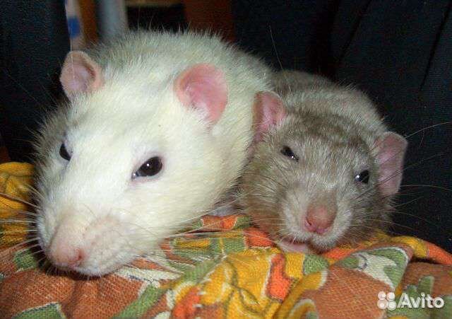 Приют/передержка грызунов