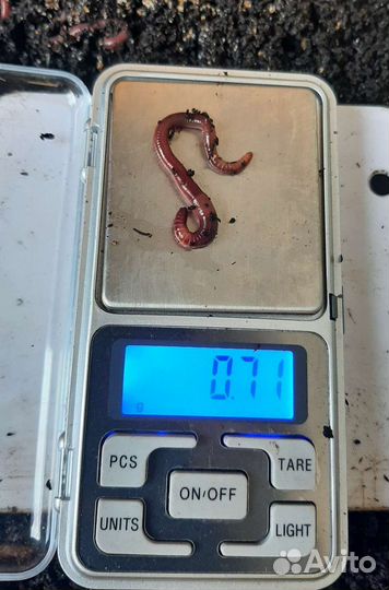 Красный калифорнийский Червь для рыбалки