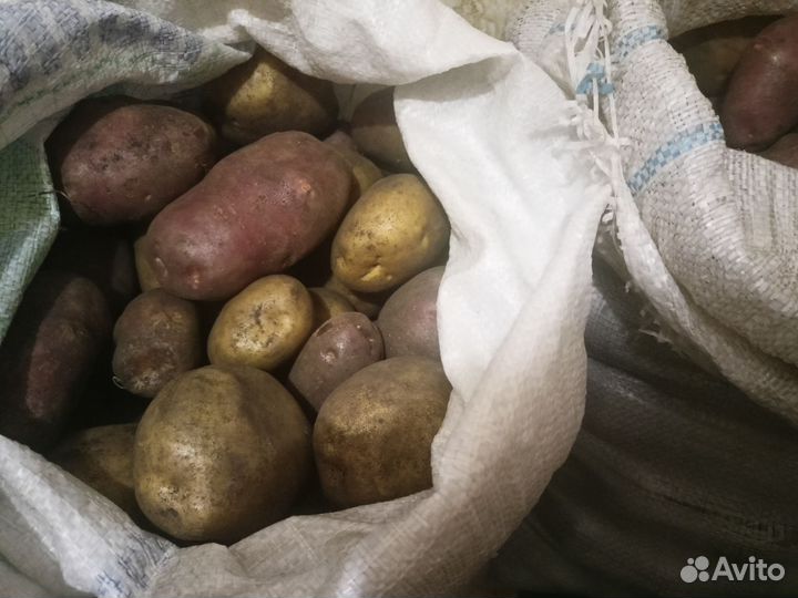 Продам картофель
