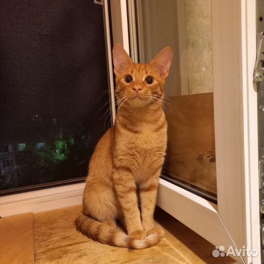 Котик ищет дом