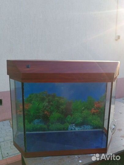 Аквариумные рыбки