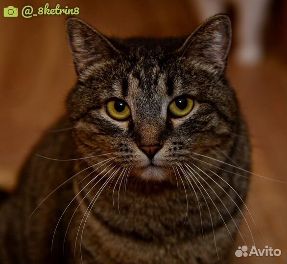 Отдам кошечку Хлою