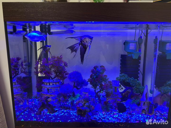 Аквариум