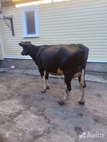 Корова стельная после первого отела