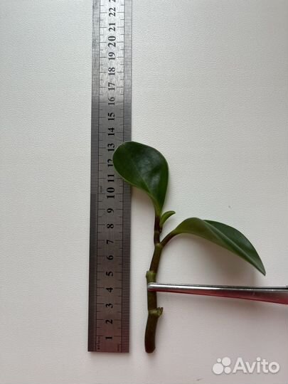 Пеперомия туполистная (Peperomia Obtusifolia)