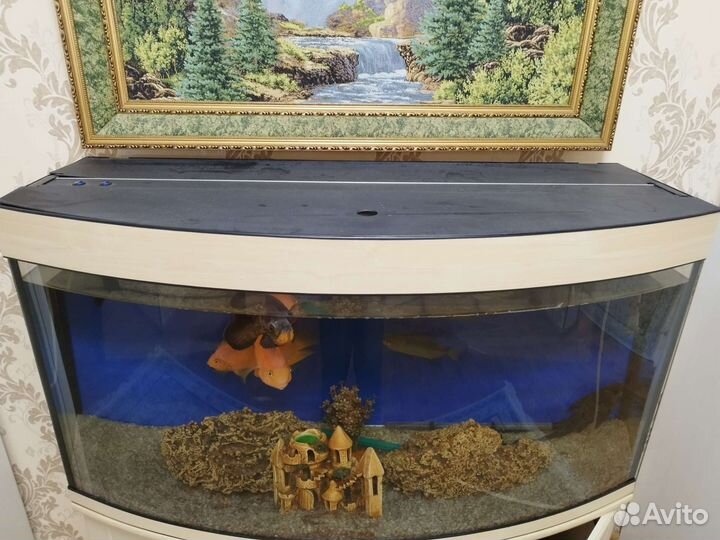 Аквариумные рыбки, аквариум