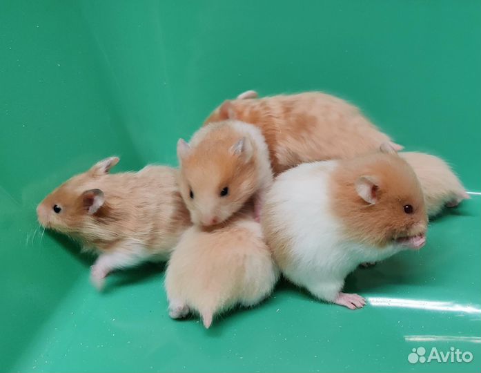 Сирийские Ангорские Хомяки Редкие Ручные