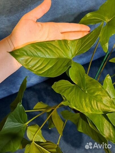 Сингониум ножколистный. Крупное комнатное растение