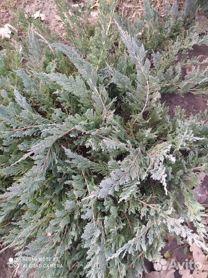 Можжевельник