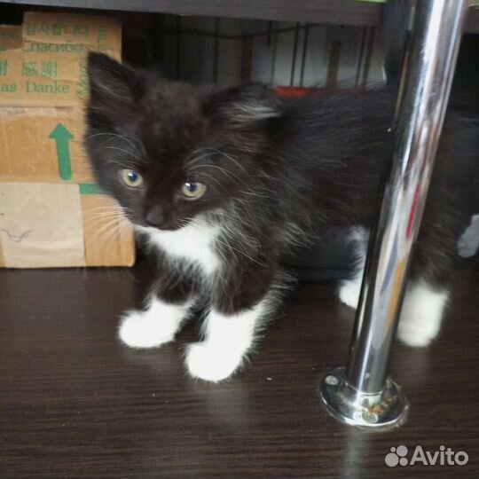 Котенок в добрые руки