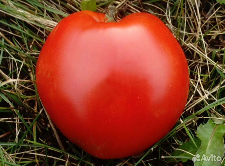 Семена томатов