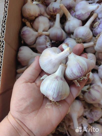 Баклажан, перец, чеснок