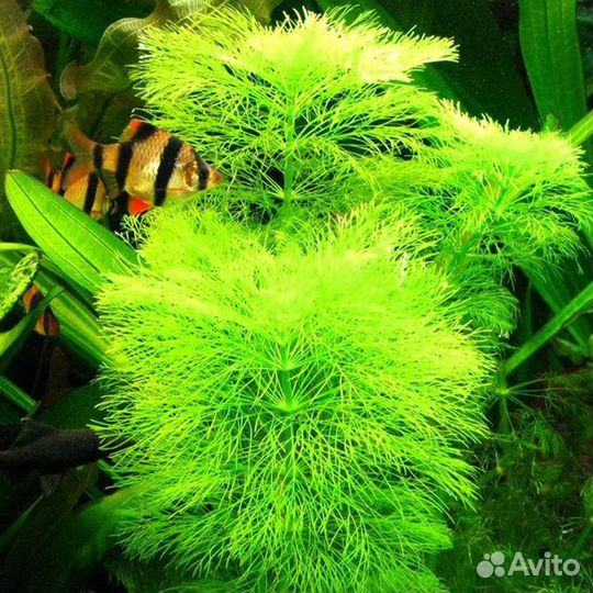 Формоза, гигрофила, амбулия