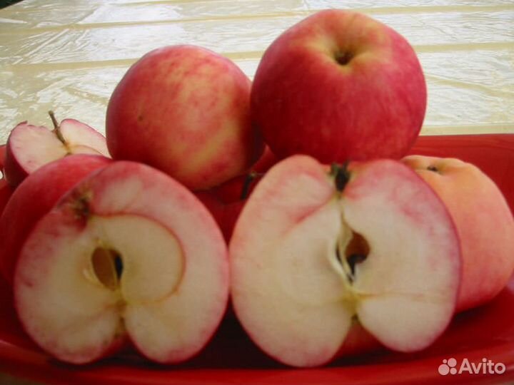 Яблоня Антоновка