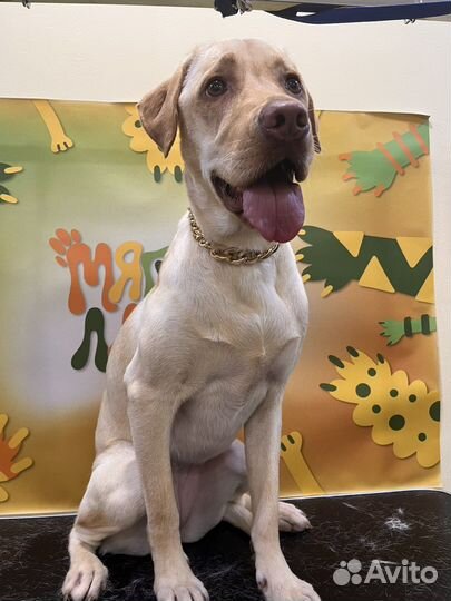 Груминг собак и кошек