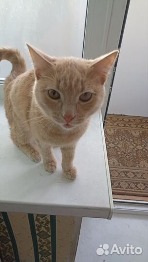 Кошки