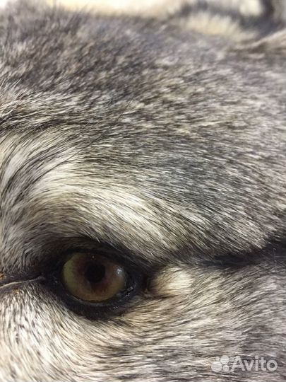 Ковёр из шкуры Волка новый