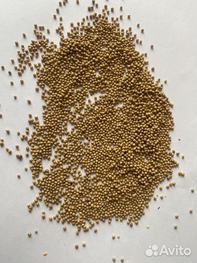 Горчица Белая