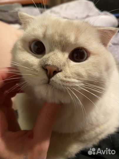 Шотландский кот для вязки