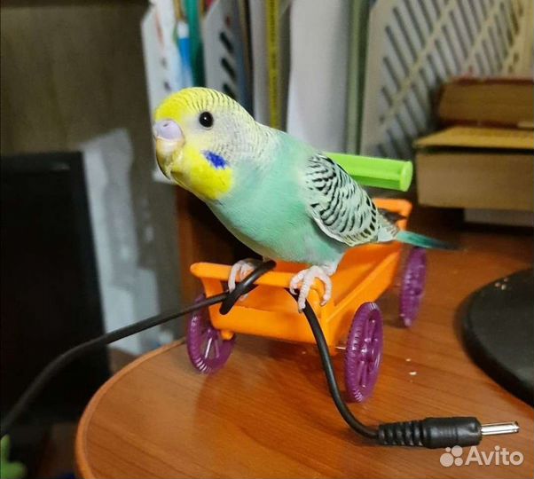 Ручные птенцы волнистого попугая