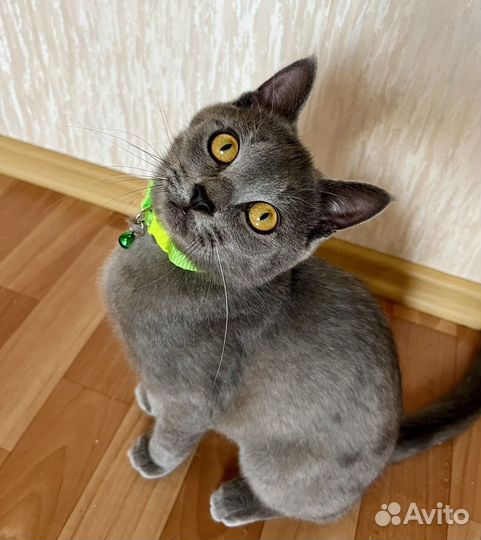 Ласковый котик)