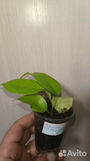 Фикус Еллоу голд